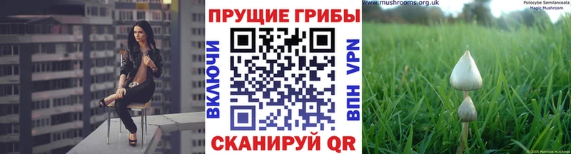 Псилоцибиновые грибы Cubensis  даркнет сайт  Грайворон 